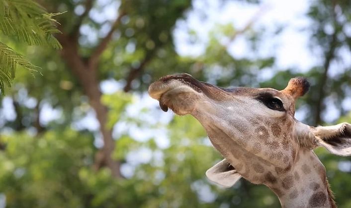 Curiosidade 9: O coice da girafa é extremamente poderoso