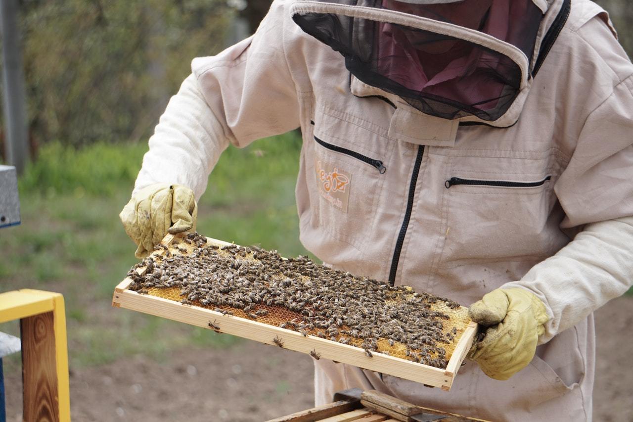 "A importância das duas atividades diz respeito à biodiversidade. A gente consegue, por meio da criação e do uso sustentável delas, fazer com que essas abelhas mantenham a variabilidade genética para que não desapareçam da natureza", enfatiza o especialista em apicultura&nbsp;com ênfase em polinização dirigida para a fruticultura