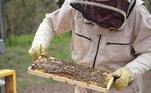 'A importância das duas atividades diz respeito à biodiversidade. A gente consegue, por meio da criação e do uso sustentável delas, fazer com que essas abelhas mantenham a variabilidade genética para que não desapareçam da natureza', enfatiza o especialista em apicultura com ênfase em polinização dirigida para a fruticultura