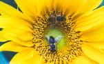 Número de espécies desses insetos no Brasil e no mundoO Brasil tem cerca de 300 espécies de abelha, a maioria delas sem ferrão, sendo o país que apresenta a maior biodiversidade desses insetos. No mundo, estima-se que existam cerca de 20 mil espécies de abelha