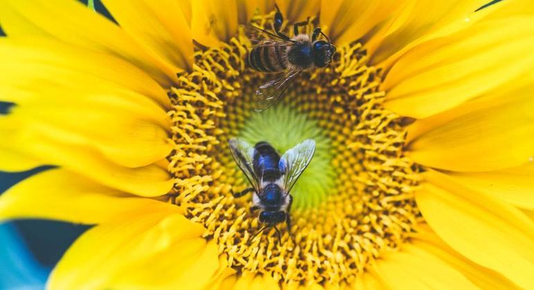 Polinização realizada pelas abelhas é conhecida como melitofilia