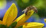 O papel da abelha-rainha na colônia