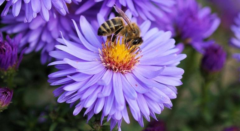 Agrotóxicos podem afetar a busca das abelhas por água e alimentos