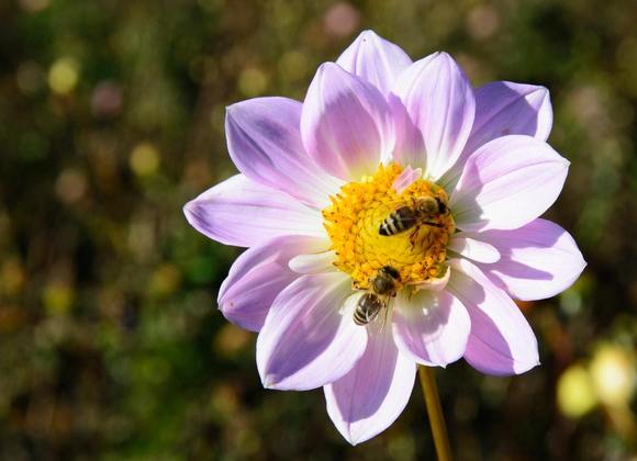 Quanto tempo vivem as abelhas?O tempo de vida das abelhas depende muito da espécie delas, mas, de maneira geral, esses insetos vivem em torno de 30 a 45 dias nas épocas de trabalho e safra. No período entressafra, podem viver até cinco meses