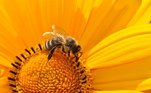 Importância das abelhas para a polinização'A maior função das abelhas é fazer a polinização, que no caso é chamada de melitofilia. Mais de 80% das árvores tropicais necessitam de polinização cruzada feita por esses insetos para sobreviver, ou seja, o pólen precisa sair da flor de uma árvore e ir até a flor de outra para essa planta virar uma fruta', destaca o especialista
