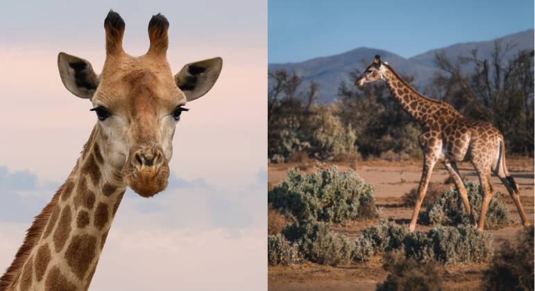 curiosidades de girafas