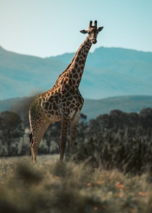 curiosidades de girafas