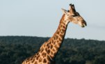 curiosidades de girafas