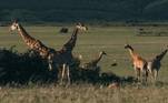 curiosidades de girafas