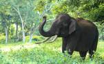 curiosidades sobre elefantes