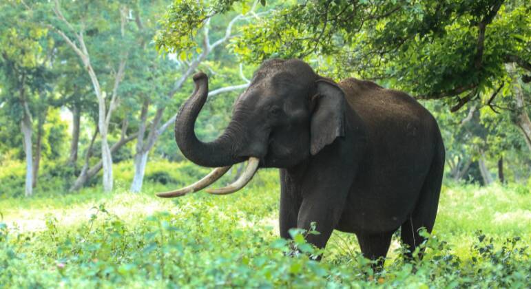curiosidades sobre elefantes