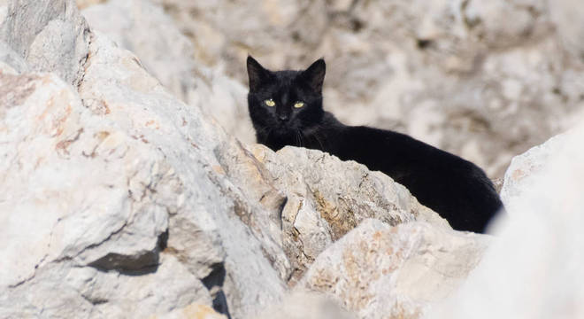 Curiosidades sobre gatos - 60 fatos sobre vida e hábitos dos felinos