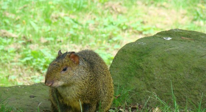 Cutia - Quem é o animal conhecido por uma música infantil?