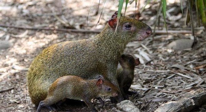 Cutia - Quem é o animal conhecido por uma música infantil?