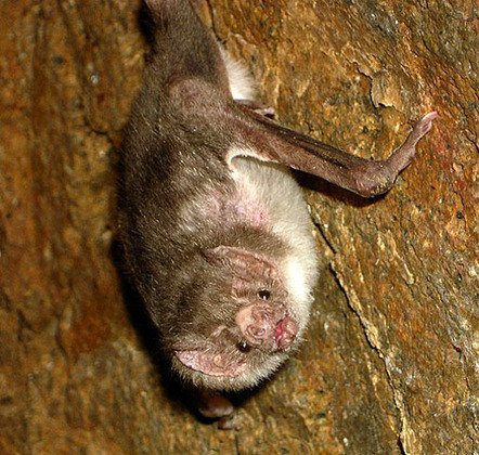  Das 1.100 espécies catalogadas, apenas três se alimentam de sangue.São os morcegos-vampiros, divididos em três espécies pela América (do México ao Brasil, Chile e Argentina). 