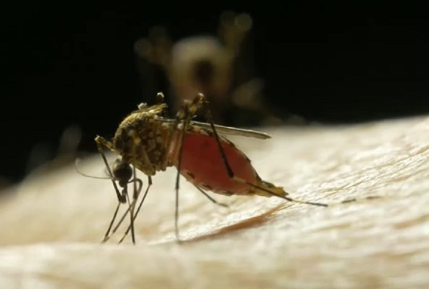 De acordo com a Fiocruz, não houve mudança genética nem no mosquito nem na bactéria. O que ocorre é que a bactéria bloqueia a multiplicação do vírus causador da dengue na célula.