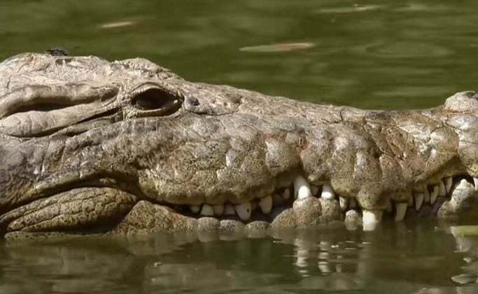 De acordo com as autoridades, o crocodilo foi sacrificado com “técnicas humanizadas”.