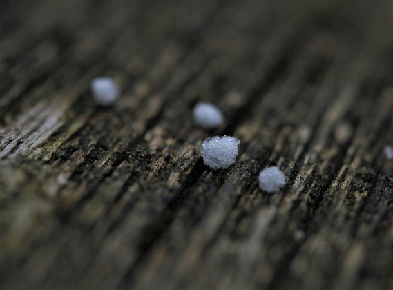 De acordo com o Instituto Nacional de Meteorologia (INMET), pedaços pequenos de gelo, abaixo dos 5 mm, são classificados como bolas de gelo, bolas de neve ou granizo mole. Para os leigos, tudo é granizo. E sempre chama atenção.