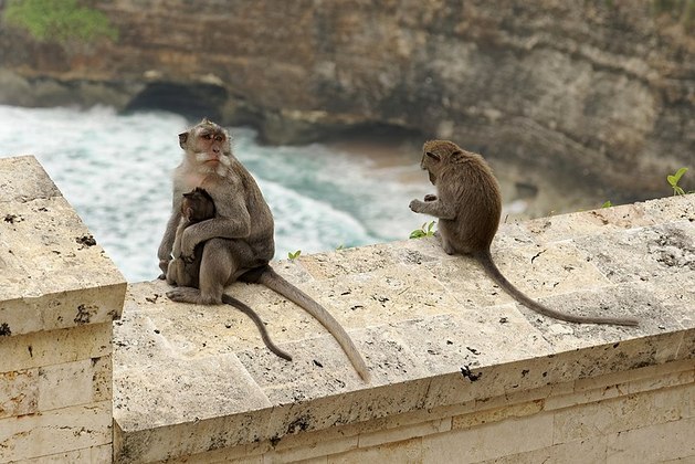 De acordo com o jornal O Globo, os macacos que habitam os arredores desse templo costumam 