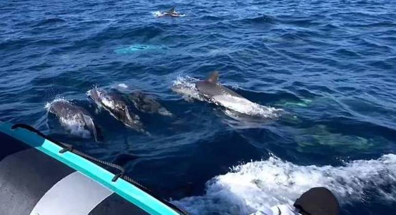 Os golfinhos estavam próximos da mãe e do filhote
