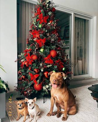 Gabriela Pugliesi montou uma árvore tradicional, mas os três cachorros de estimação da influenciadora em frente à decoração roubaram a cenaConfira as séries que o Papai Noel poderia trazer de volta