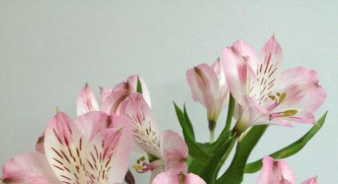 Decore sua casa com lindas astromélias