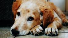 Polícia do Distrito Federal inaugura delegacia específica para garantir proteção aos animais