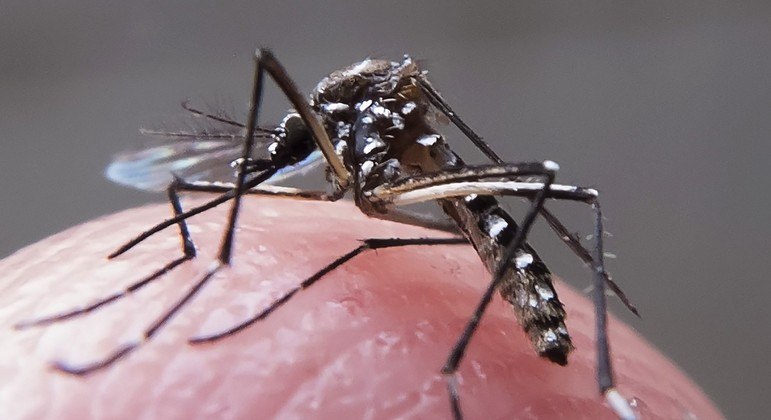 Nova campanha de combate ao mosquito  'Aedes aegypti' vai focar as ações individuais
