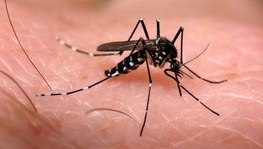 Capital paulista registra o primeiro óbito por dengue neste ano (Agência Brasil/Reprodução)