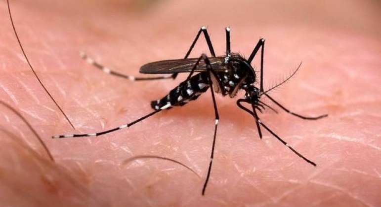 Mosquito 'Aedes aegypti'
