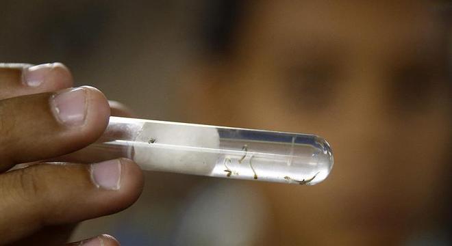 O Ministério da Saúde antecipou este ano o combate ao mosquito Aedes aegypti