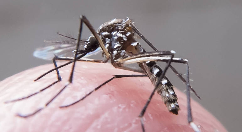 Dengue, Aedes aegypti