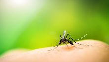 DF tem segunda morte por dengue confirmada em 2022