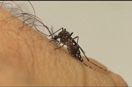 Secretaria investiga 115 mortes por dengue