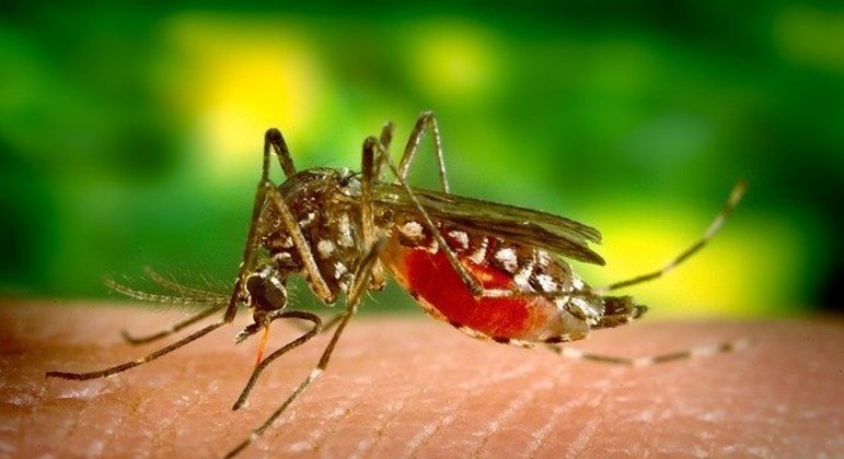 Vacina japonesa liberada pela Anvisa pode atingir um público amplo