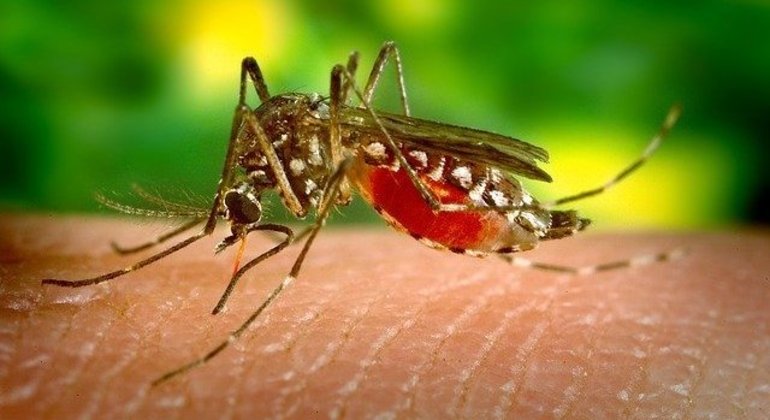 Destruição do cerrado empurra mosquito da dengue para cidades, alerta pesquisa