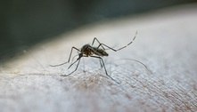 Isolamento social ajudou a barrar explosão de casos de dengue em SP