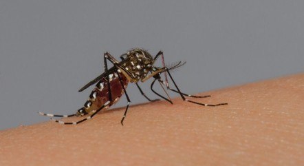 Brasil chega aos 500 mil casos prováveis de dengue

