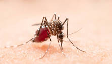 São Paulo registra mais de 318 mil casos de dengue e 284 mortes pela doença em 2023