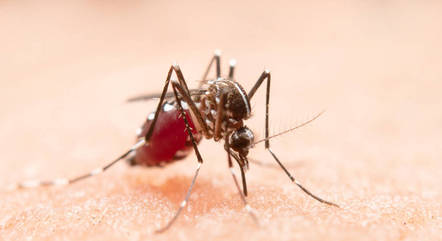 Aedes aegypti é o transmissor da dengue