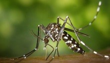 SP: após triplicarem em 2021, casos de dengue devem subir novamente