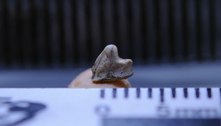 Fóssil do mais antigo mamífero do país é encontrado no interior de SP 