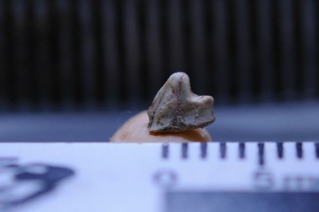 Mamífero foi descrito a partir de dente pré-molar