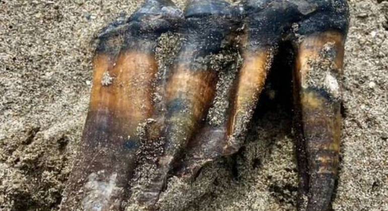 Dente encontrado pertence a um mastodonte adulto