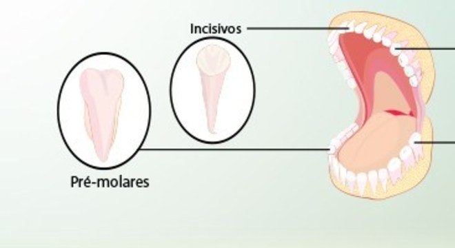 Dentes - Classificação, características estruturais e definição de cárie