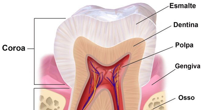 Dentes - Classificação, características estruturais e definição de cárie