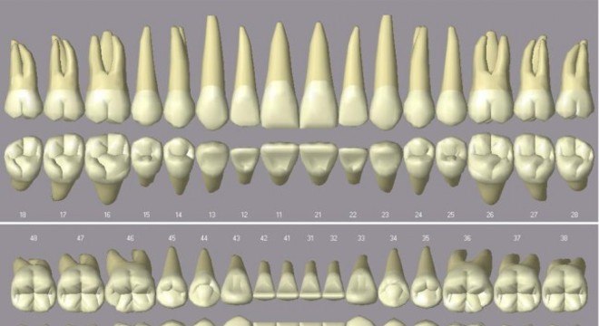 Dentes - Classificação, características estruturais e definição de cárie