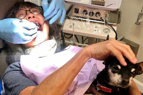 A cachorra fica quietinha recebendo carinho de clientes
