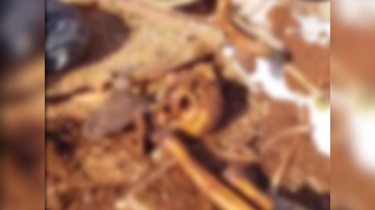 Polícia investiga denúncia de descarte de ossadas humanas em lixão de Carangola (MG)