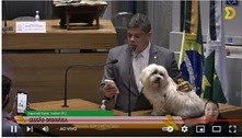 Deputado leva cachorro para o plenário da Câmara Legislativa 